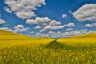 USA, Washington State, Palouse. Canola fields Art Print